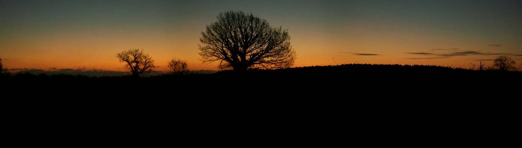 Name: Sunset Tree Camera make: NA  Model: NA  Software: NA