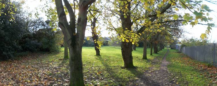 Name: trees and sun Camera make: NA Model: NA Software: NA